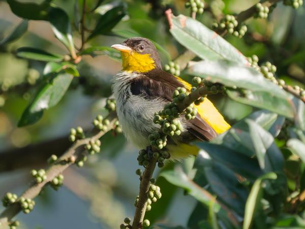 Geelstuittangare (Hemithraupis flavicollis)